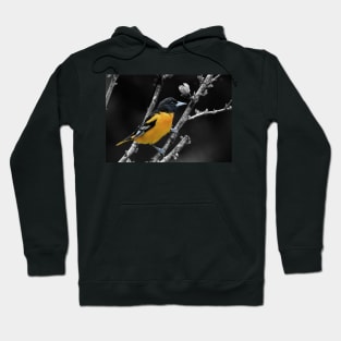 Baltimore Oriole Hoodie